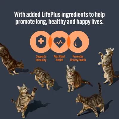 LifePlus ingredients support immunity, aid heart health, and promote urinary health. Image shows icons for each benefit and several cats in different poses.