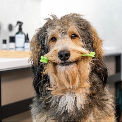 kooa set per l'igiene dentale del cane - Set: 50 ml dentifricio + spazzolino + ditale in silicone