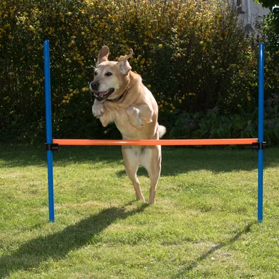Chien beige sautant par-dessus une barre d’agility orange fixée sur deux poteaux bleus, installé sur une pelouse en extérieur.