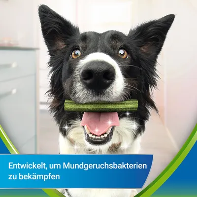 Hund mit grünem Kaustick im Maul. Text: Entwickelt, um Mundgeruchsbakterien zu bekämpfen.
