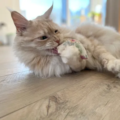 Gato de pelo largo juega con un pequeño juguete de tela en forma de ratón sobre un suelo de madera.