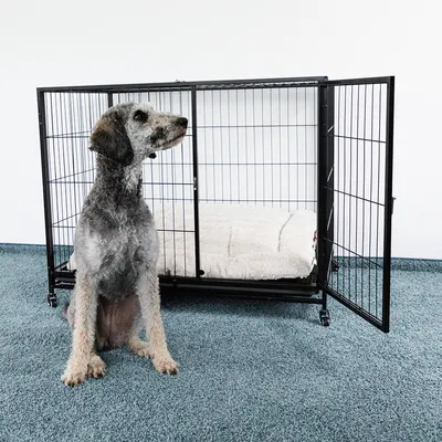 Hond voor een zwarte metalen kooi met open deur en zachte beige bekleding binnenin.
