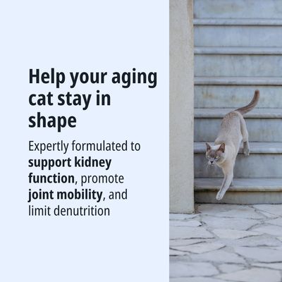 Aiuta i gatti anziani a rimanere fit. Supporta la funzione renale, favorisce la mobilità articolare e limita la malnutrizione.