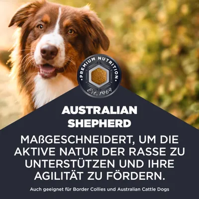 Australian Shepherd. Maßgeschneidert, um die aktive Natur der Rasse zu unterstützen und ihre Agilität zu fördern. Auch geeignet für Border Collies und Australian Cattle Dogs. Australian Shepherd. Maßgeschneidert, um die aktive Natur der Rasse zu unterstützen und ihre Agilität zu fördern. Auch geeignet für Border Collies und Australian Cattle Dogs.
