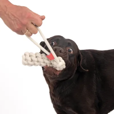 Hund spielt mit weissem Kauspielzeug aus Seil, das von einer Hand gehalten wird.
