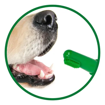 Närbild av en hundmun med grön fingerborste för tandrengöring.