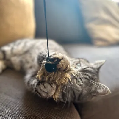 Graue Katze spielt mit einem Spielzeug an einer Schnur, das aus Fell und einem schwarzen Ball besteht.