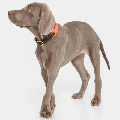 Hund med kort, grå pels iført brunt halsbånd med orange detalje og metalspænde. Halsbåndet vises tydeligt på hundens hals.