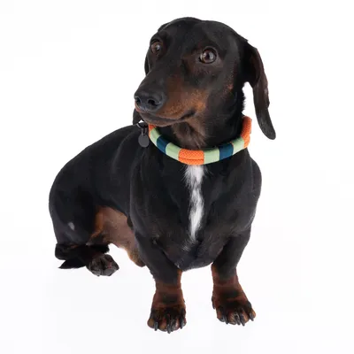 Gravhund med flerfarvet halsbånd i orange, grøn og blå. Halsbånd af flettet materiale synligt.