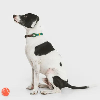 Hund med sort-hvid pels bærer et grønt halsbånd med gule og blå detaljer. Ved siden af ligger en orange bold med teksten 'Zooplus'.