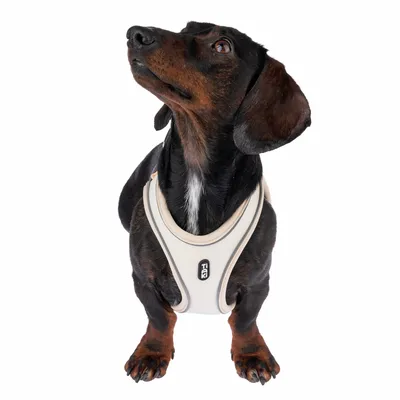 Cane con pettorina bianca, marca TIAKI, mostrato frontalmente. La pettorina mostra il logo del marchio.