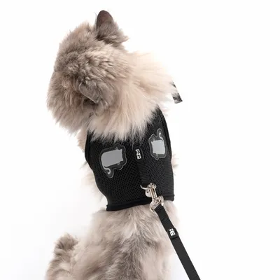 Gatto a pelo lungo con pettorina nera con motivi rifrangenti di gatti e guinzaglio attaccato. Pettorina in rete traspirante.