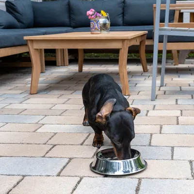 Hund trinkt aus einer silbernen Futterschale auf einer Terrasse mit Holzmöbeln und Blumen im Hintergrund.