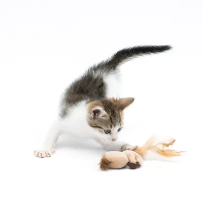 Chaton tigré blanc et gris jouant avec un jouet en peluche beige muni de plumes, sur fond blanc.