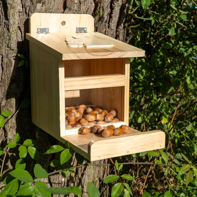 Futterhaus aus Holz mit Klappdeckel, gefüllt mit Haselnüssen, an einem Baum befestigt. Geeignet für Wildtiere wie Eichhörnchen.
