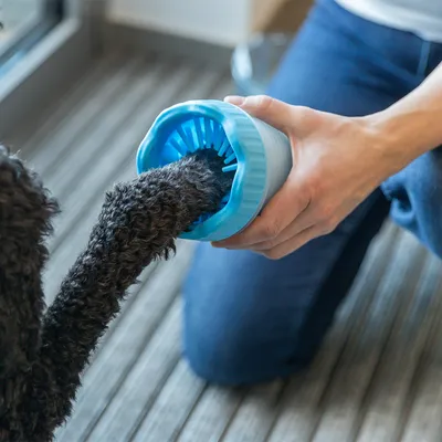 Hand houdt een blauwe pootreinigingsborstel vast terwijl een hondenpoot in de borstel wordt gestoken.