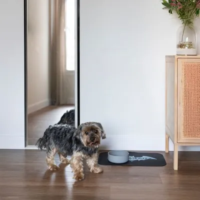 Kleiner Hund steht neben einem grauen Futternapf auf einer schwarzen Napfunterlage mit Motiv. Hintergrund zeigt einen Spiegel und eine Kommode mit Vase.