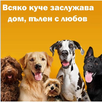 Всяко куче заслужава дом, пълен с любов