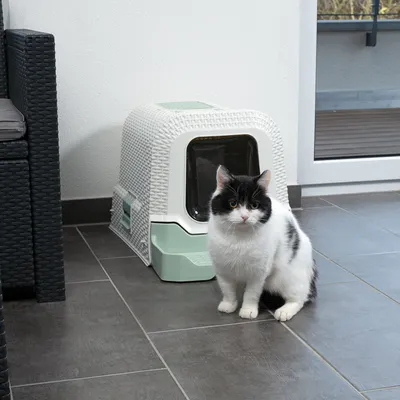 Gato blanco y negro sentado frente a un arenero cerrado color verde menta con diseño trenzado.