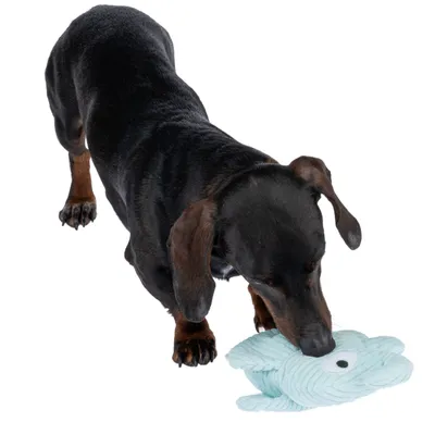 Cane gioca con un gioco di stoffa azzurro a forma di pesce.