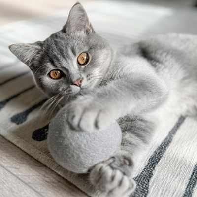 Grijze kat speelt met een grijze bal op een licht vloerkleed met donkere strepen. Speelbal en kat volledig zichtbaar.