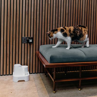Il gatto è seduto su un cuscino, accanto a una fontanella bianca con la scritta CAT MATE sul pavimento davanti a un rivestimento in legno.