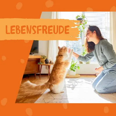 Texte en allemand : LEBENSFREUDE, avec une personne jouant avec un grand chat roux et blanc dans un salon lumineux. Texte non traduit.
