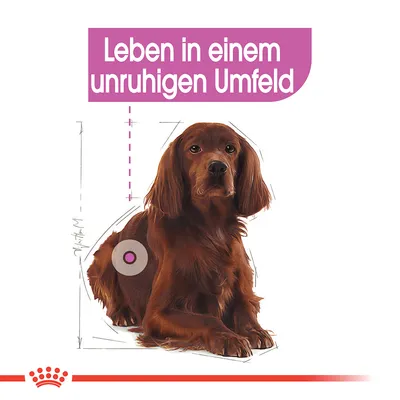 Texte en allemand : Leben in einem unruhigen Umfeld, illustré par un chien assis avec des schémas techniques et un cercle sur le flanc. Texte non traduit.