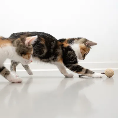 Dos gatos juegan con un juguete de pelota en el suelo. El juguete consta de una pelota y una varilla.