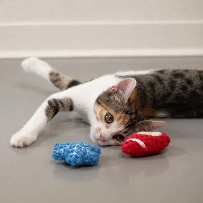 Cat lying on the floor next to two knitted toys, one blue and one red.