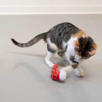Chat tigré et blanc jouant avec un jouet en forme de botte rouge à pois blancs et fourrure blanche, posé sur le sol.