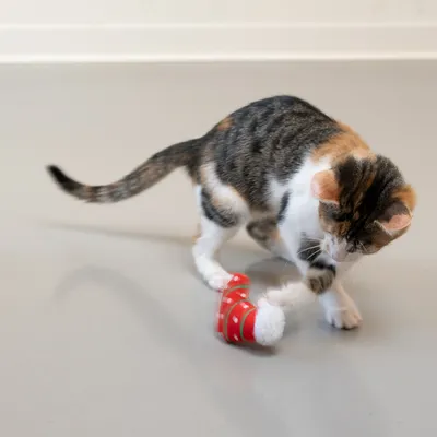 Cat playing with red toy shaped like a Christmas stocking with white dots and plush trim.