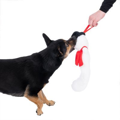 Hund spielt mit weissem Plüschspielzeug, das von einer Hand am roten Griff gehalten wird.