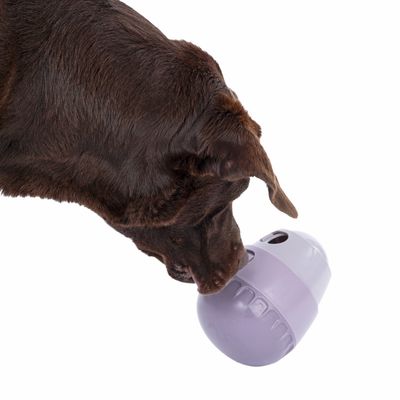 Brun hund interagerar med en lila leksak med hål för godisbitar.