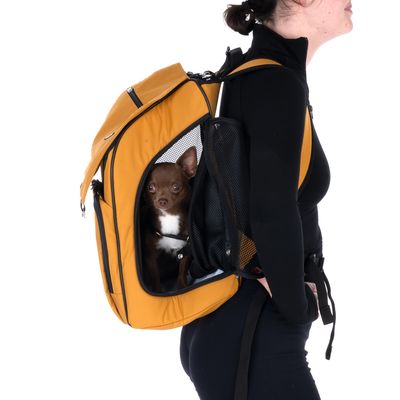Gul kæledyrsrygsæk med netvindue, båret af en person. En lille hund er synlig i rygsækken.