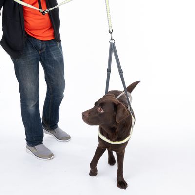 Brązowy pies w odblaskowych szelkach i na elastycznej smyczy, prowadzony przez osobę w dżinsach i czerwonej koszulce.