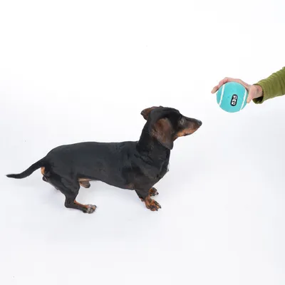 Petit chien noir à poil court regardant une balle bleue de la marque TIAK tenue par une main humaine, sur fond blanc.