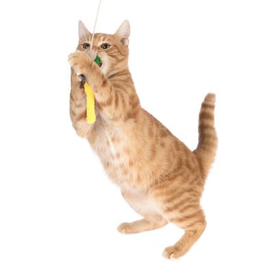 Legetøj til katte: gul vedhæng på snor, leget af kat.