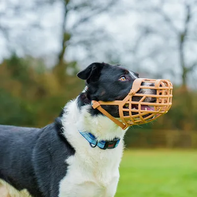 Hond met beige muilkorf en blauwe halsband buiten. Toont de pasvorm en het gebruik van de muilkorf.