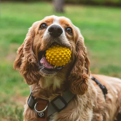 Cane con pallina da gioco gialla e strutturata in bocca, trasportata in un'area esterna verde.