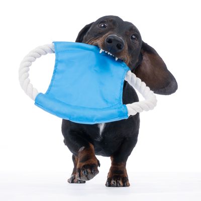 Hond speelt met blauw speelgoed van stof en touw, geschikt voor trek- en kauwspel.