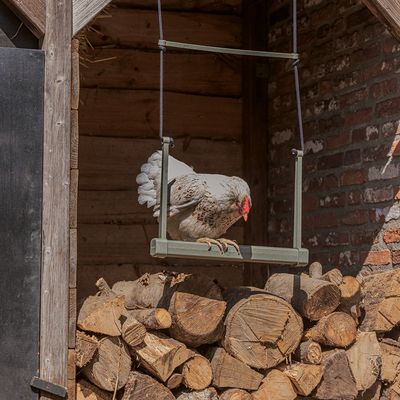 Gallina su un'altalena verde per polli in plastica, sospesa con corde. Sullo sfondo catasta di legna e parete di fienile.