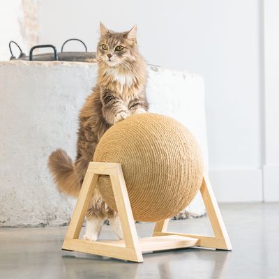Chat debout sur un griffoir boule en corde sisal avec support en bois, posé au sol dans une pièce lumineuse.