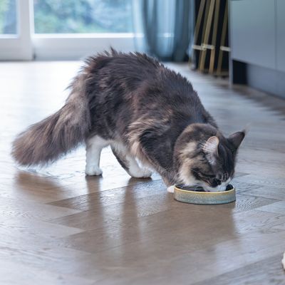 Gatto a pelo lungo mangia da una ciotola piatta su un pavimento in legno in un appartamento moderno.