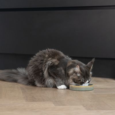 Long-haired cat eating from a shallow bowl on a wooden floor.