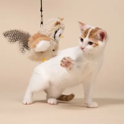 TIAKI Electronic Cat Dangler Toy Owl with Feathers TIAKI Electronic Cat Dangler Toy Owl with Feathers