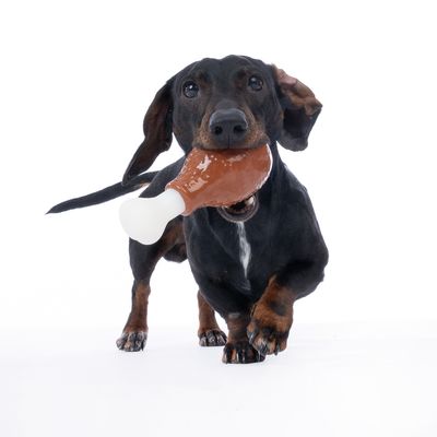 Teckel met een speelgoed in de vorm van een bot-kauwbot in de bek.