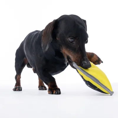 Sort gravhund leger med gult hundelegetøj af stof.