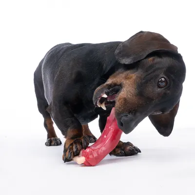 TIAKI Brinquedo para mastigar com sabor a bacon - Tamanho M: C 12,4 x L 6,1 x A 3,5 cm