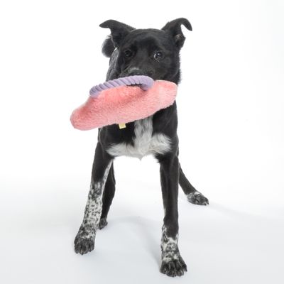 Czarny pies trzyma w pysku różową pluszową zabawkę z fioletowym uchwytem. Widoczna zabawka dla zwierząt.